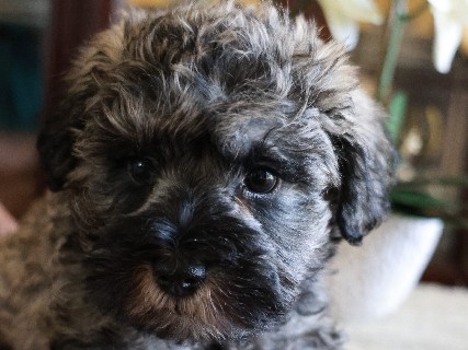 Miniature Schnauzer – Loving Miniature Schnauzers Puppies – Vero Beach