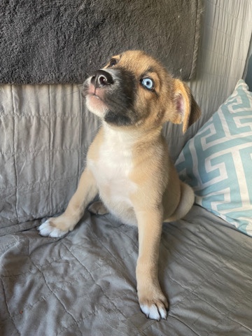Siberian Husky – pitbull husky