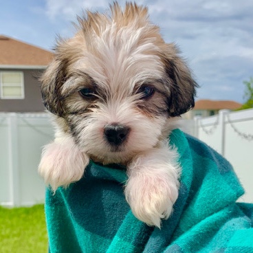 Jack Russell Terrier – We are soo fluffy.