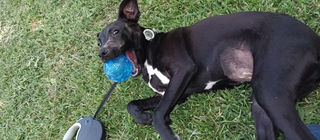 Labrador Retriever – Lab mixed