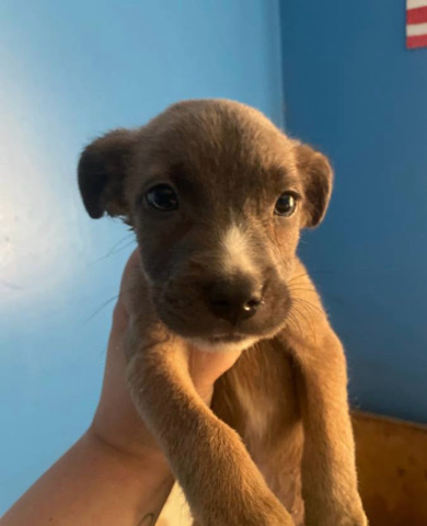 American Pit Bull Terrier – 9 week old puppy