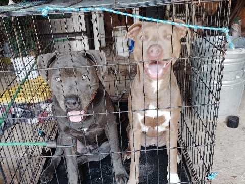 Cane Corso – 9-month-old male and female in blue cane corso – Valdosta