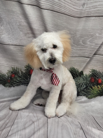 Poodle – Mini poodle for rehome