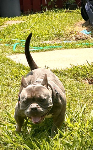 American Bulldog – Rehoming Deezal
