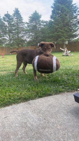 chocolate lab Australian mix