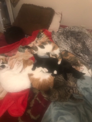 American Shorthair – cats for sale please help can’t keep any longer