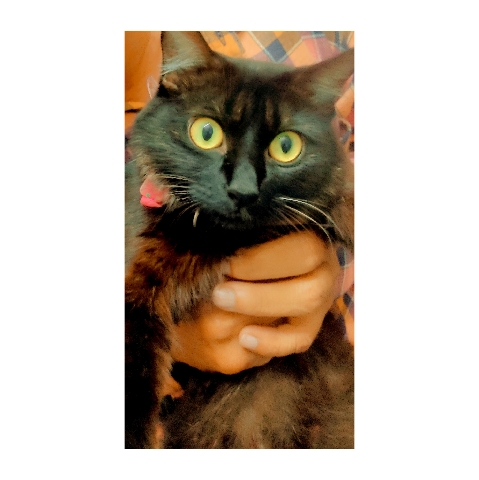 Persian (Modern) – selling my female cat.
