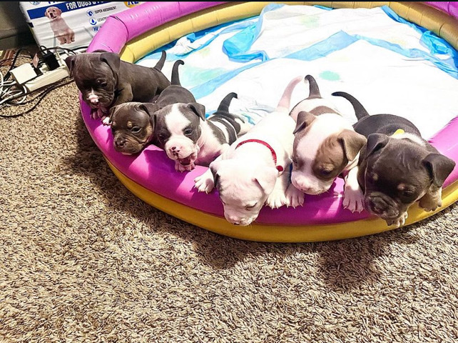 American Bulldog – puppy for sell