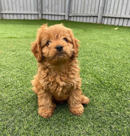 Toy Cavapoo puppy
