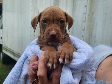 American Pit Bull Terrier - bully pitts  available for adoption in Crestmead