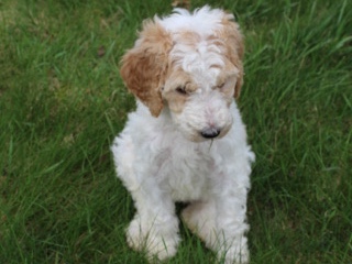 Poodle – Ariel Goldendoodle FB1 – Poughkeepsie