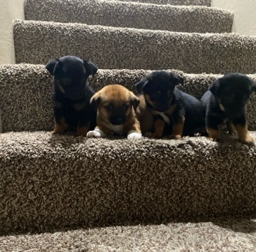 Rottweiler – Rottweiler and Chihuahua mix