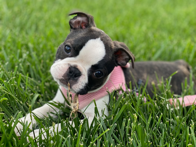 Boston Terrier – Boston Terriers