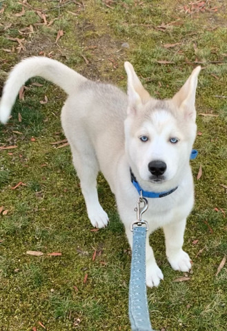 Siberian Husky – Siberian Husky