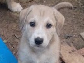 Mixed Breed – BARKEE – Jonesboro
