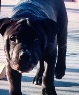 American Pit Bull Terrier – 4 1/2 month year old Pit