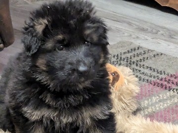 German Shepherd – Stunning Long coat German Shepherd pups