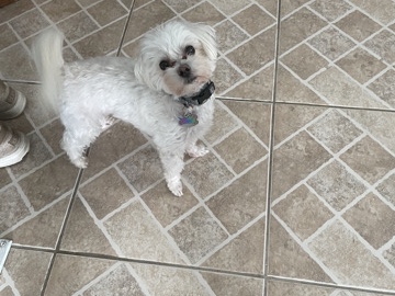 Maltese – pure bread Maltese dog – Dade City