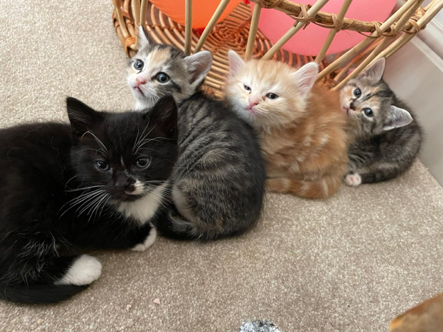 Persian (Modern) – 3 kittens