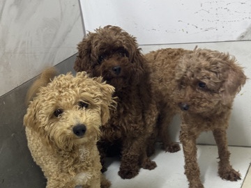 Poodle – Poodle for sale – 阿治曼