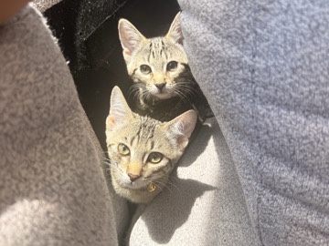 Sweet Kittens for Sale – Lemoore