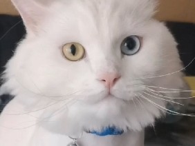 Turkish Angora – evcil ankara kedisi – Pendik