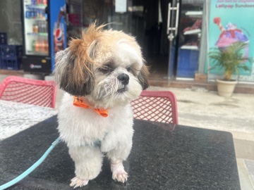 Shih Tzu – shih tzu dog
