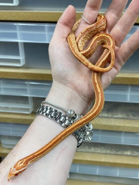 Any – Male Amel Tessera Cornsnake for sale