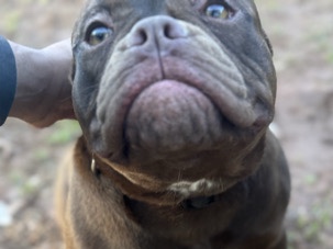 Bulldog – Puppy in need of new home – Atlanta