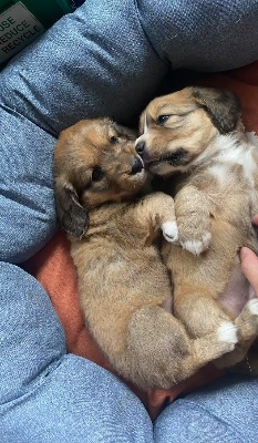 English Cocker Spaniel - Female Corgi mix English Cocker Spaniel available for adoption in Vancouver