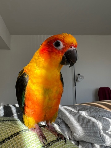Conures – 1 year old Sun Conure