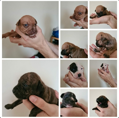Staffordshire Bull Terrier – beautiful staff puppies