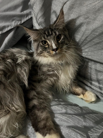 Maine Coon – mackerel tabby Maine **** stud