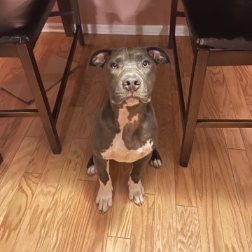 American Pit Bull Terrier – drako