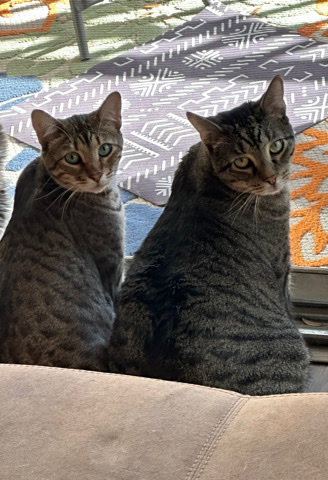 Free cats