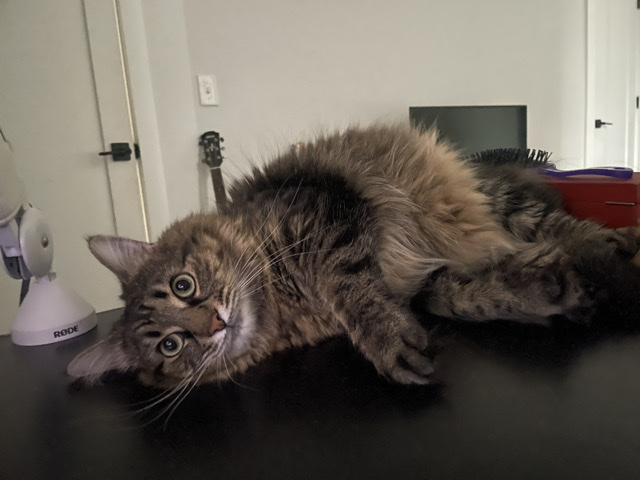 Maine Coon – sweet kitten – Woodbridge
