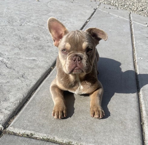 French Bulldog – Rehoming