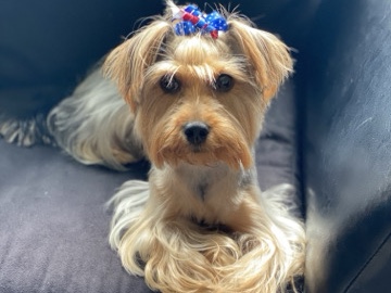 Yorkshire Terrier – Jazzie – Livonia