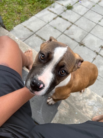 American Pit Bull Terrier – pit bull