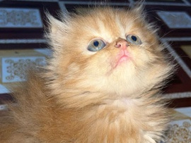 Persian (Traditional) – persian cat for sale 2 months old as moving abroad