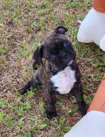 Boston Terrier – Bugg puppies