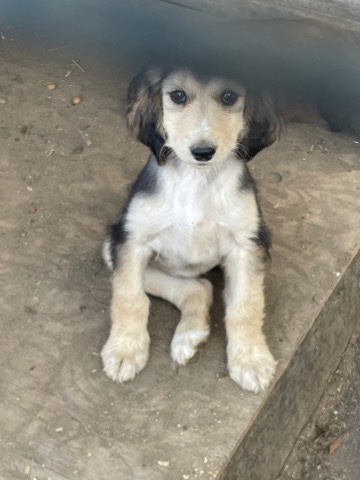 Afghan Hound