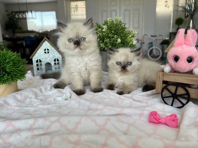 Persian (Traditional) – Beautiful Persian kittens