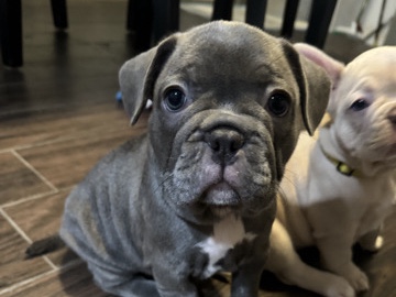 French Bulldog – 8 week old French Bulldogs 4 females