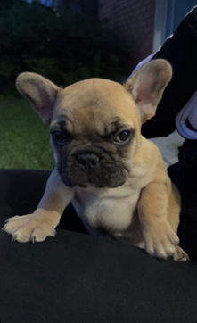 French Bulldog – French bulldog