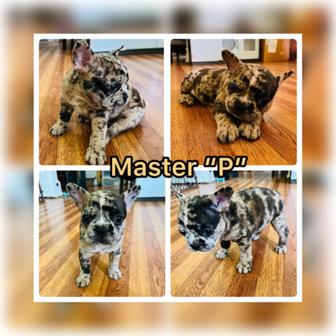 French Bulldog – AKC chocolate Merle French bulldog