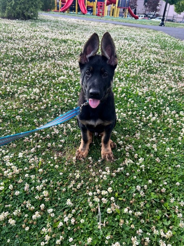 German Shepherd – Dog for Sale