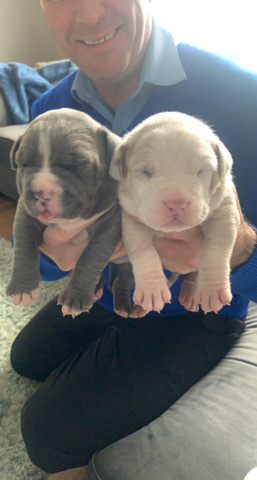 American Bulldog – xl bully pups