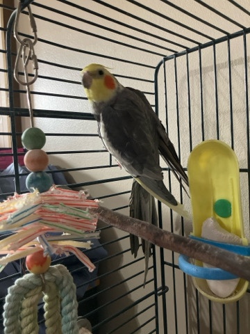 Cockatiel for sale