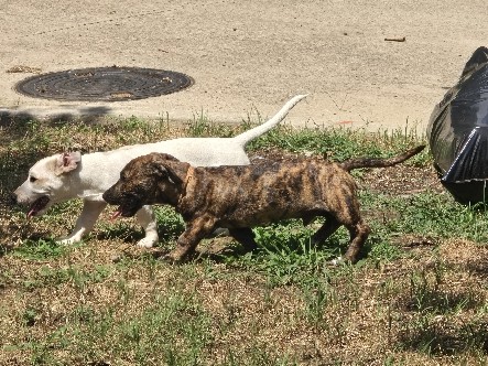Dachshund – doxie pit puppies *** – Fort Worth